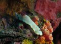 Chromodoris trimaginata -1